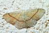 Cyclophora sp.